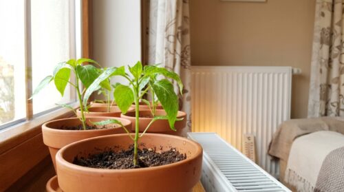 Předpěstování paprik v bytě: proč je u topení moc horko a jak to vyřešit